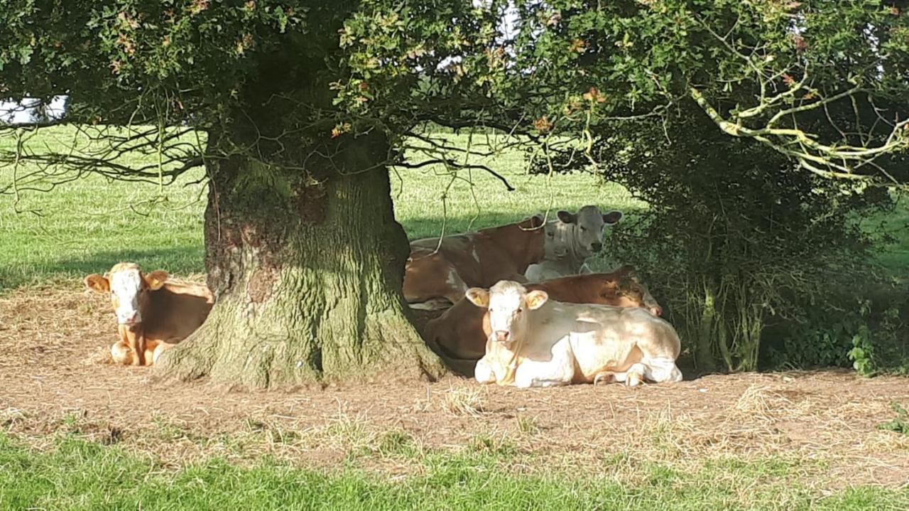 בראקלי Cockley Hill Farm Bed & Breakfast מראה חיצוני תמונה