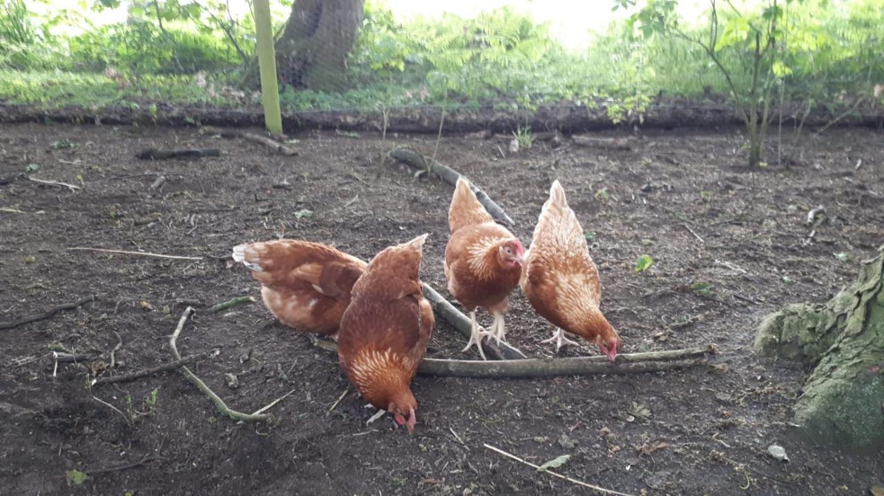 בראקלי Cockley Hill Farm Bed & Breakfast מראה חיצוני תמונה